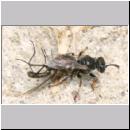 Oxybelus uniglumis - Weissfleckige Fliegenspiesswespe w02 6mm mit Fliege - Sandgrube Niedringhaussee.jpg